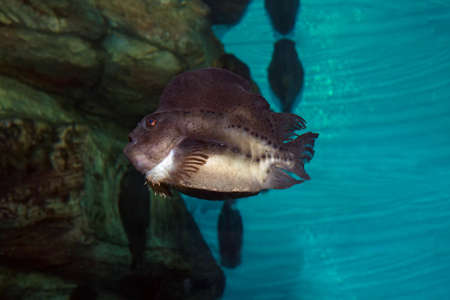 Cyclopterus lumpus, the lumpsucker or lumpfish, is a species of marine fish in the family Cyclopteridae lumpsuckersの写真素材