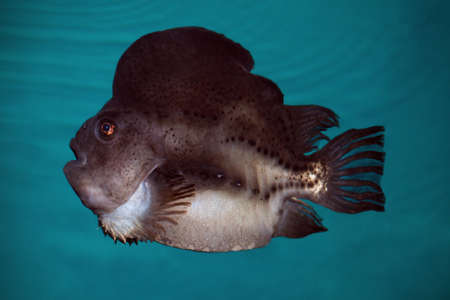 Cyclopterus lumpus, the lumpsucker or lumpfish, is a species of marine fish in the family Cyclopteridae lumpsuckersの写真素材