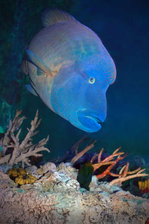 Fish Napoleon Wrasse (Cheilinus undulatus) in solar patches of light on a coral reefの写真素材
