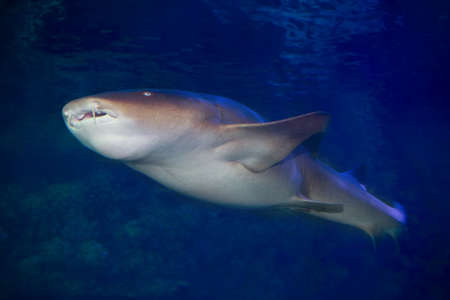 Nurse shark (Ginglymostoma cirratum) in sea waterの写真素材