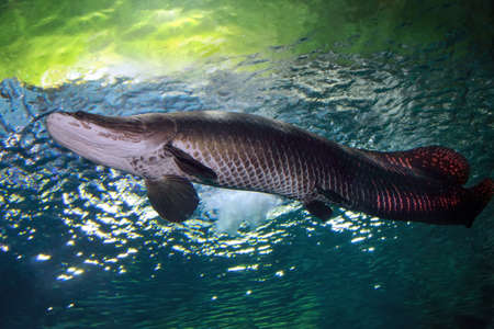 Arapaima (Sudis gigas), also known as the pirarucu. Wildlife animal.の写真素材