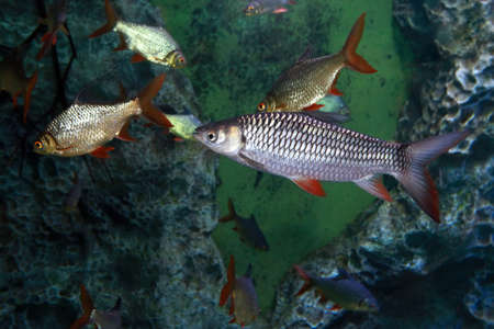 Hoven`s carp Leptobarbus hoevenii and Tinfoil barb Barbonymus schwanenfeldii fishes swimming in...