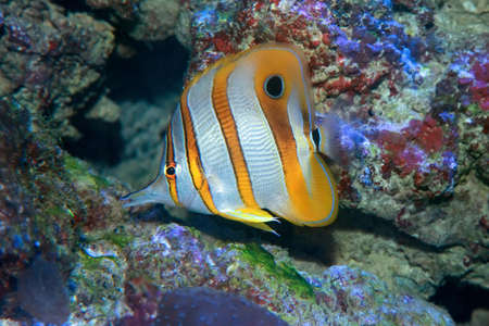 Copperbanded Butterfly fish Chelmon Rostratus in sea water.の写真素材