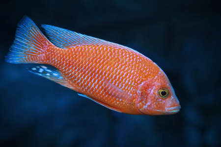 Red morph of zebra mbuna (Pseudotropheus zebra) aquarium fish.の素材 [FY310138294415]