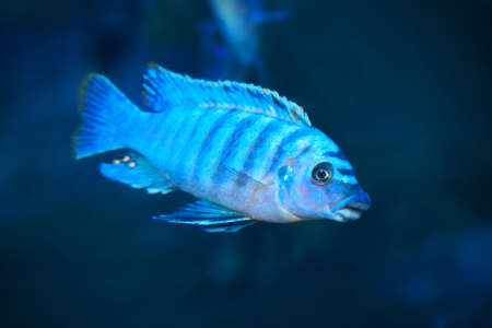 Freshwater aquarium fish, endemic cichlid fish from African lake and south american rivers