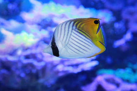 Auriga Butterflyfish, Chaetodon auriga, also known as the Threadfin Butterflyfish, in sea water
