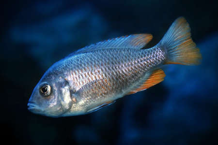 Copadichromis borleyi Kadango female (Kadango Red Fin, Haplochromis borleyi redfin, Haplochromis...