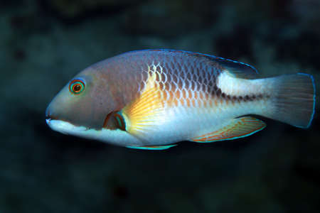 Choerodon anchorago or orange-dotted tuskfish (Anchor trunkfish) in sea water