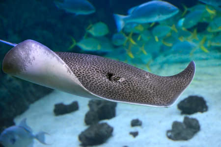 Leopard whipray Himantura leoparda. Marine fish