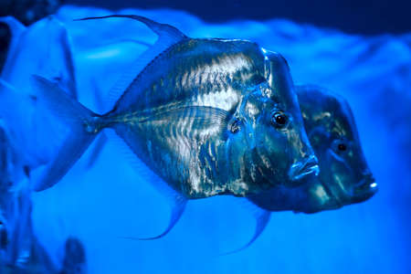 Lookdown Selene vomer is a marine fish from the family of stavrid Carangidae. の写真素材