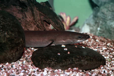 European eel - Anguilla anguilla is a species of eel, a snake-like, catadromous fish.
