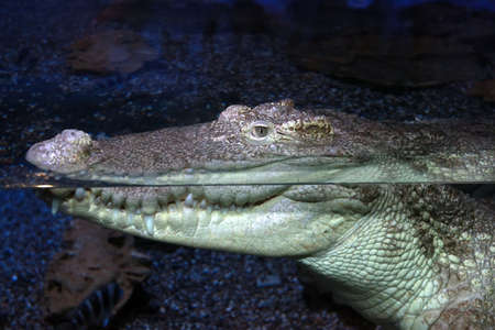 Crocodile lying in water at a zoo. Close up