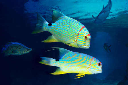 Sailfin snapper Symphorichthys spilurus, swims in sea water. Wildlifeの写真素材