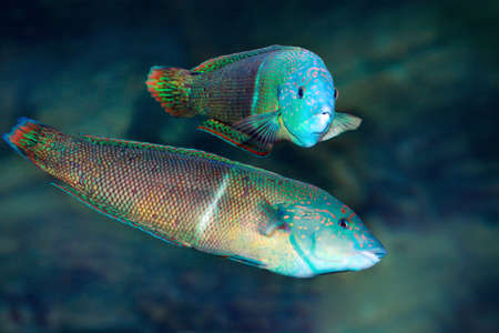 Halichoeres wrasses. Tropical multicolored fishes swimming in marine aquariumの写真素材