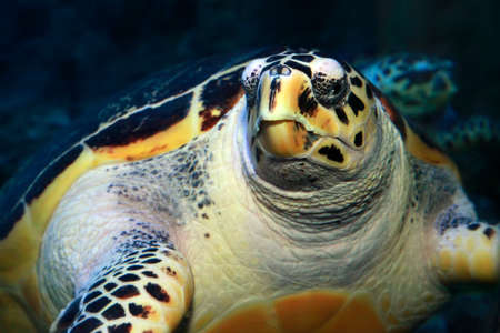 Portrait of a loggerhead turtle (Caretta caretta). close up