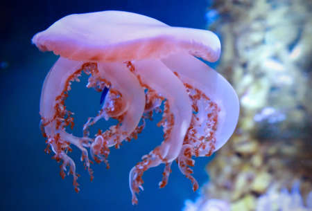 Cassiopea, or upside-down jellyfish, a species found in warm coastal waters around the world