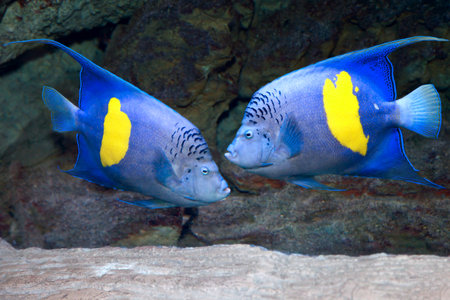Yellowband angelfish or Pomacanthus maculosus also known as the halfmoon angelfish. wild animalの写真素材