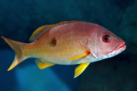 One-spot snapper fish Lutjanus monostigma underwater in the indian oceanの写真素材