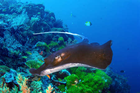 Southern Stingray (Dasyatis Americana) swimming over picturesque coral reef in ocean