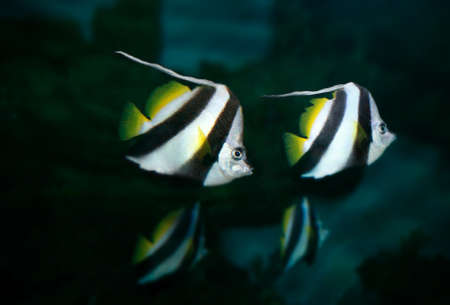 Pennant coralfish (Heniochus acuminatus), also known as the reef bannerfish or coachman. wild animal.の写真素材