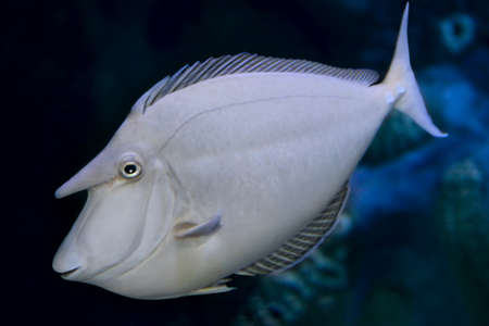 Bluespine unicornfish (Naso unicornis), also known as the short-nose unicornfish. close upの写真素材