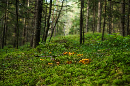 Chanterelle in Norway