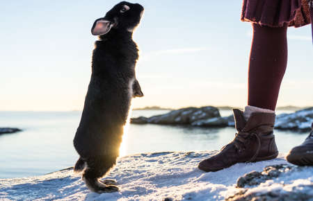 Winter Bunny in Norwayの写真素材
