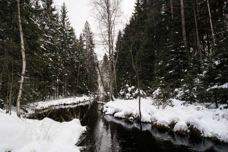 Winter Forest in Norway