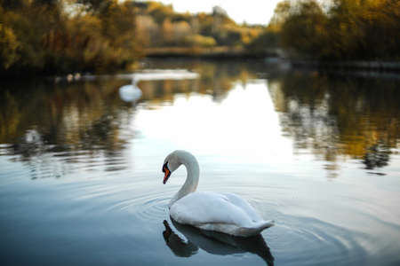 Swan Lake in Norwayの写真素材
