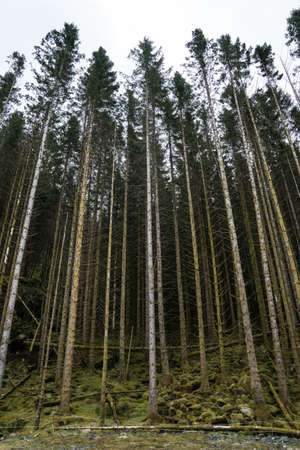 Forest in the south of Norway