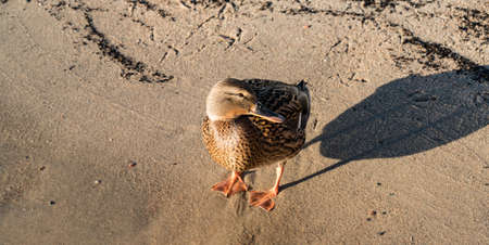 Duck in south Norwayの写真素材