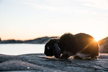 Sunset Bunny in south Norwayの写真素材