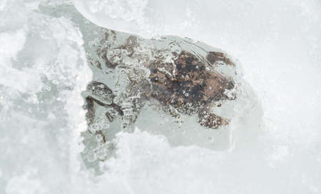 Frozen Frog at The Gol Mountain Area in Norway