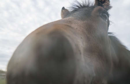 Close up of a horse breathing on the lens in Norwayの写真素材