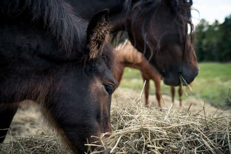 Horses feeding on grass in Norwayの写真素材