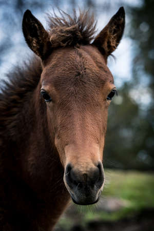 Close up of a foal in Norwayの写真素材