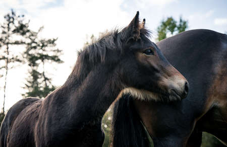 Horses on sunny day in Norwayの写真素材