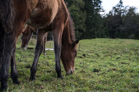 Horses on sunny day in Norwayの写真素材