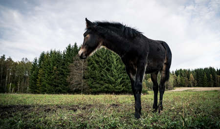 Horses on sunny day in Norwayの写真素材