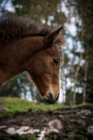 Close up of a foal in Norwayの写真素材