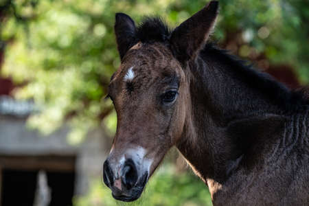 New born foal on a farm in Norwayの写真素材