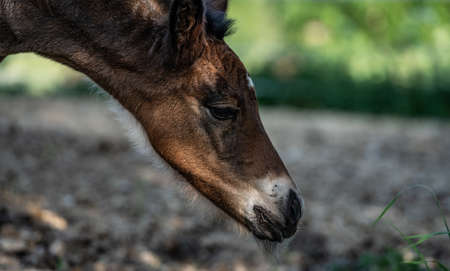 New born foal on a farm in Norwayの写真素材