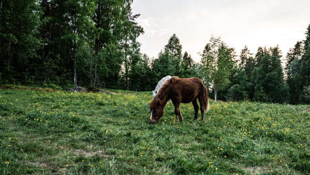 Horses on summer holiday in the forestの写真素材