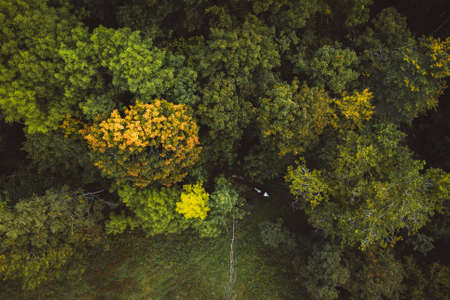 The autumn forest seen from drone in norwayの写真素材