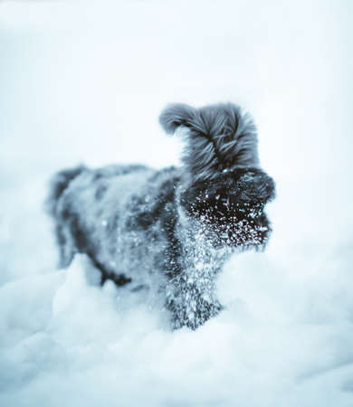 Angora bunny playing in the snowの写真素材
