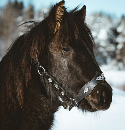 A black Nordland foal on fotoshootの写真素材