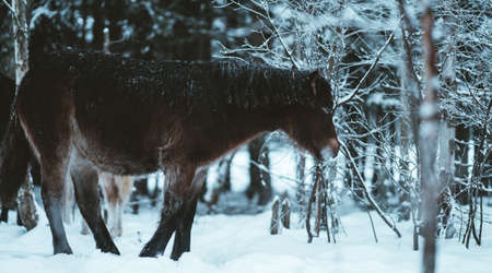 Nordland horse in south Norwayの写真素材