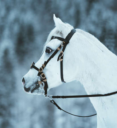 Horse outise during the winter
