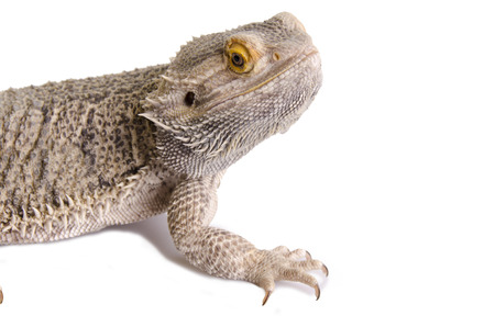 Bearded dragonの写真素材