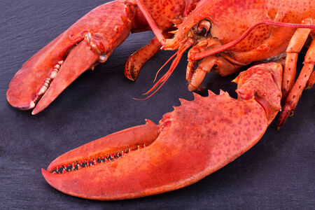 Cooked lobsterの写真素材